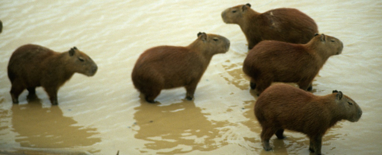 O protagonismo da natureza